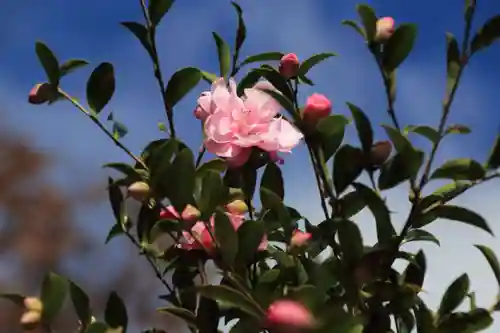 熊野福藏神社の自然