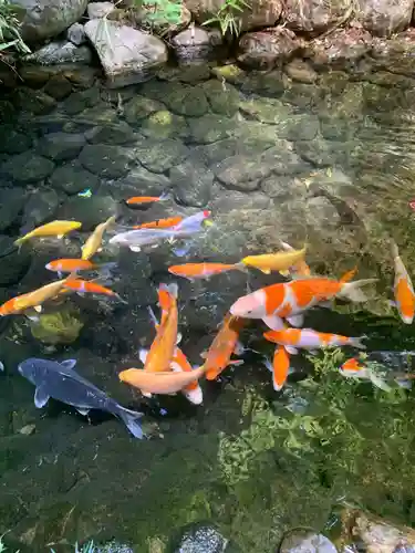 秩父神社の動物