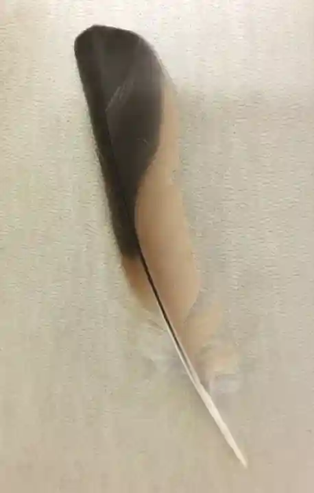 清田稲荷神社(北海道)