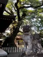 春日神社の狛犬