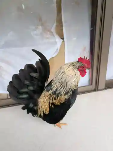 大崎八幡宮の{uncategorized: "未分類", other: "その他", undefined: "問題あり", building: "その他建物", grave: "お墓", sacred_gate: "鳥居", guardian: "狛犬", statue: "像", buddha: "仏像", history: "歴史", nature: "自然", garden: "庭園", animal: "動物", pagoda: "塔", temizu: "手水舎", mountain_gate: "山門・神門", sanctuary: "本殿・本堂", subordinate: "末社・摂社", art: "芸術", scenery: "景色", jizo: "地蔵", ema: "絵馬", goshuin: "御朱印", omikuji: "おみくじ", items: "授与品その他", amulet: "お守り", goshuincho: "御朱印帳", eats: "食事", festival: "お祭り", votive_dance: "神楽", shichigosan: "七五三参", wedding: "結婚式", experience: "体験その他", initially: "初詣", around: "周辺", anti_infection: "感染症対策"}