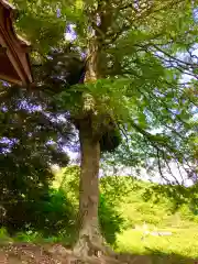 十五社神社(茨城県)