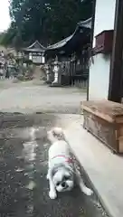 妙祐寺の動物