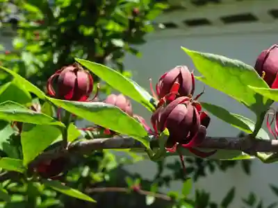 正一位霊験稲荷社の自然
