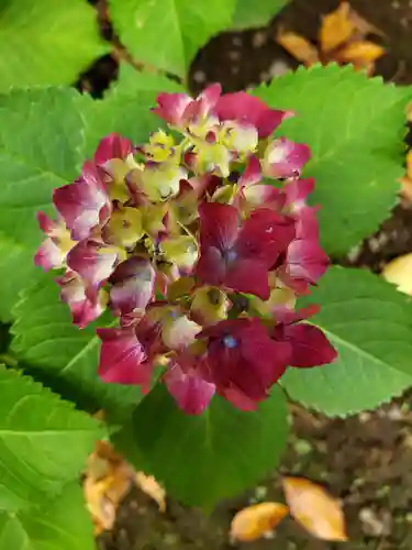 白金氷川神社の自然
