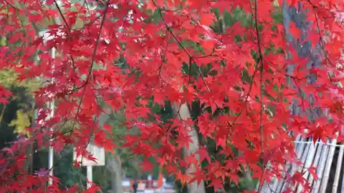 賀茂御祖神社（下鴨神社）の自然