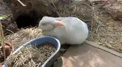 太子堂八幡神社の動物