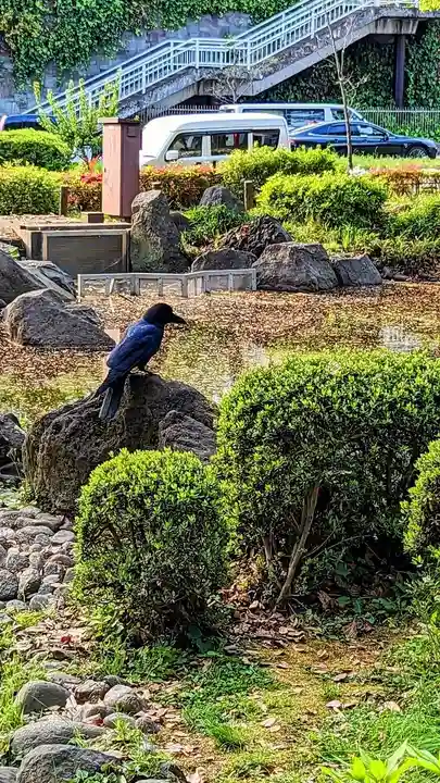 増上寺塔頭 三縁山 宝珠院の動物