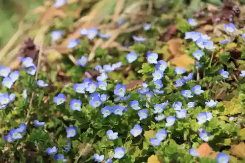 阿久津「田村神社」（郡山市阿久津町）旧社名：伊豆箱根三嶋三社の自然