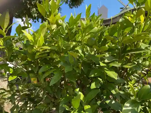感田神社の自然