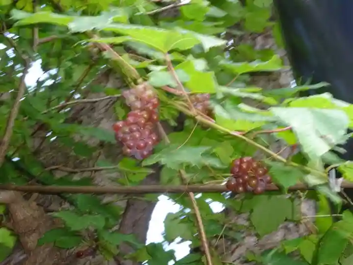 菊名神社の自然