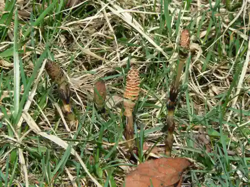 留辺蘂神社の自然