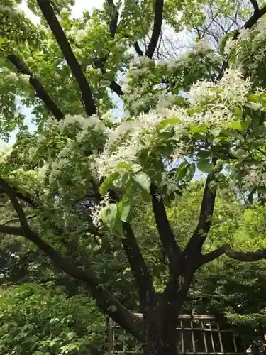 深大寺の自然