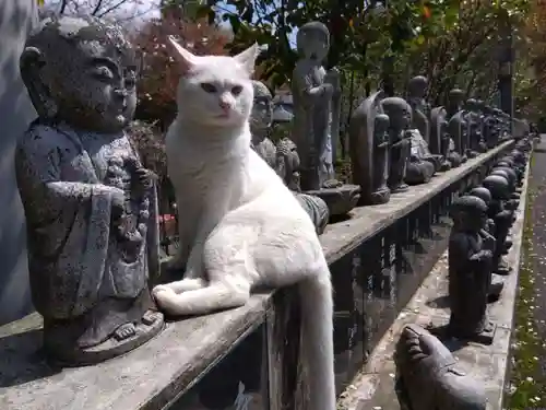 御誕生寺（猫寺）(福井県)