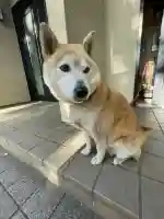 笠䅣稲荷神社の{uncategorized: "未分類", other: "その他", undefined: "問題あり", building: "その他建物", grave: "お墓", sacred_gate: "鳥居", guardian: "狛犬", statue: "像", buddha: "仏像", history: "歴史", nature: "自然", garden: "庭園", animal: "動物", pagoda: "塔", temizu: "手水舎", mountain_gate: "山門・神門", sanctuary: "本殿・本堂", subordinate: "末社・摂社", art: "芸術", scenery: "景色", jizo: "地蔵", ema: "絵馬", goshuin: "御朱印", omikuji: "おみくじ", items: "授与品その他", amulet: "お守り", goshuincho: "御朱印帳", eats: "食事", festival: "お祭り", votive_dance: "神楽", shichigosan: "七五三参", wedding: "結婚式", experience: "体験その他", initially: "初詣", around: "周辺", anti_infection: "感染症対策"}