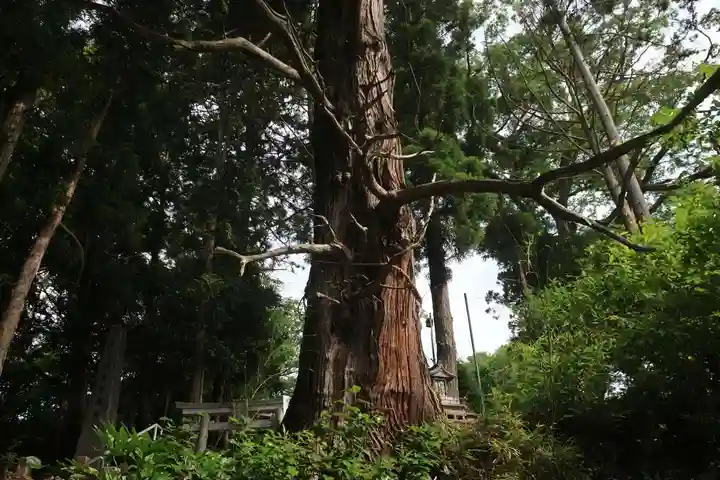 阿久津「田村神社」(郡山市阿久津町)旧社名:伊豆箱根三嶋三社の自然