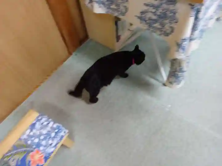 弥生神社の動物