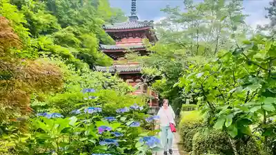 三室戸寺(京都府)
