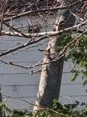 手稲神社(北海道)