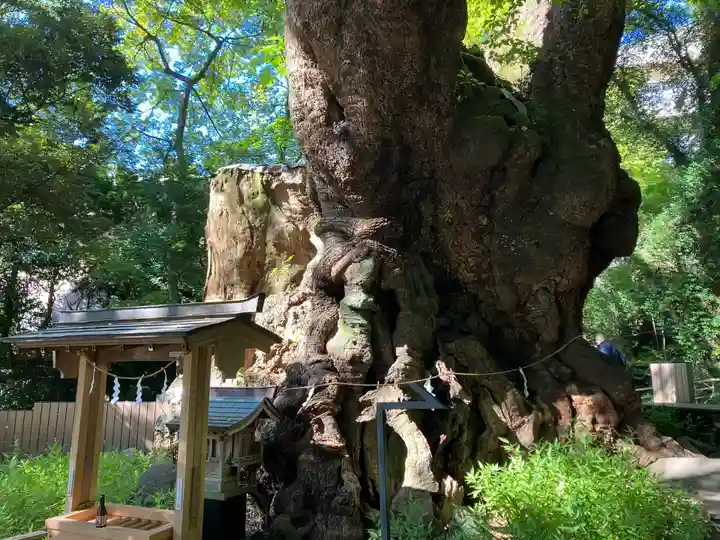 來宮神社の自然