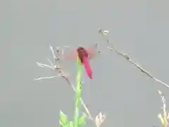 屋久島大社の動物