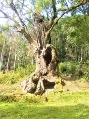 武雄神社の自然