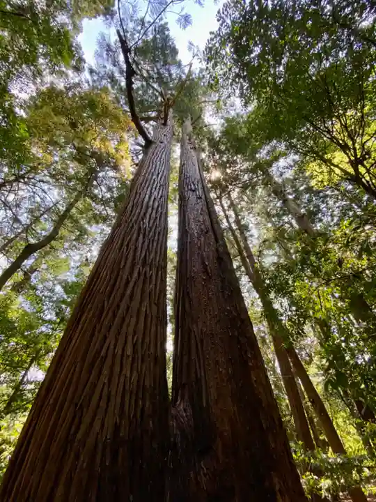 若狭彦神社(上社)(福井県)