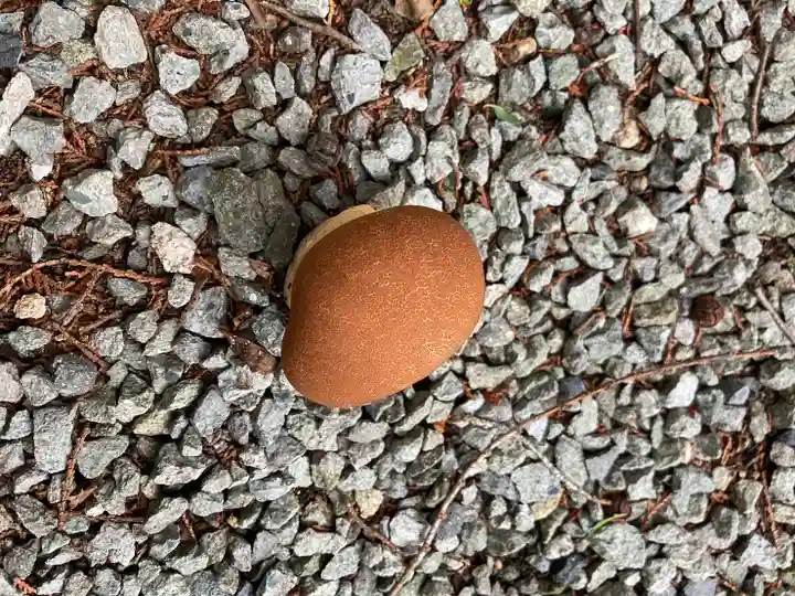 甲八幡神社の自然