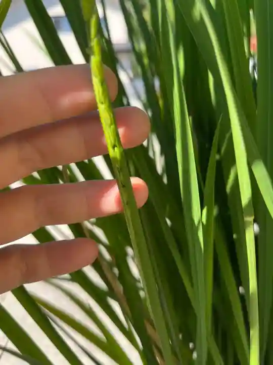 大鏑神社の自然