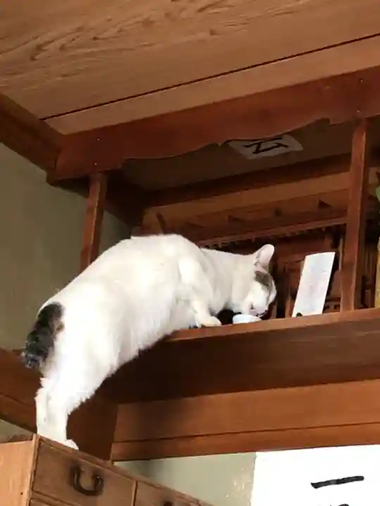 愛宕神社の動物