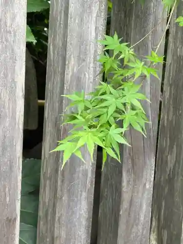 阿佐ヶ谷神明宮(東京都)