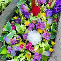 岡部春日神社の花手水