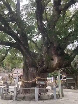 大麻比古神社(徳島県)