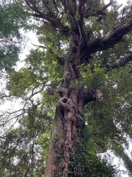 日高神社の自然