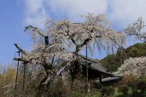 地蔵院(京都府)