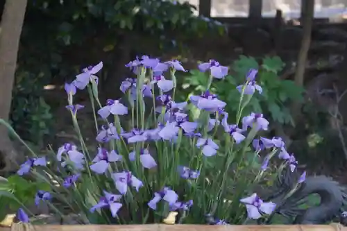 東海市熊野神社の手水舎