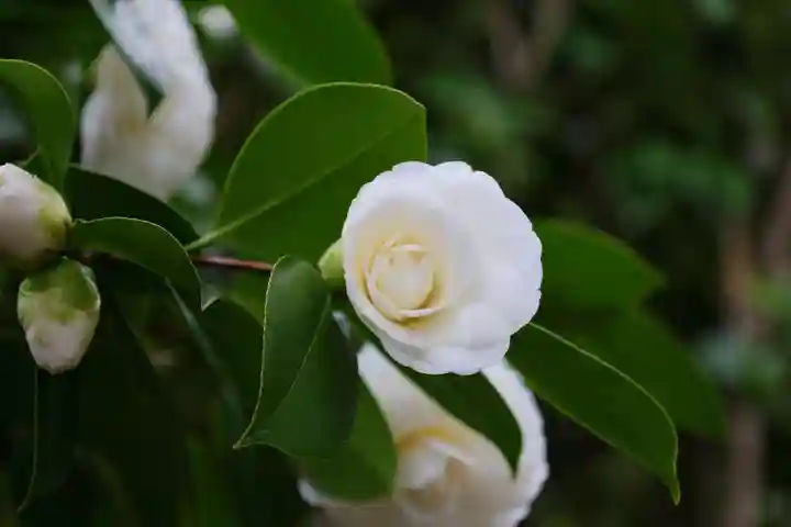 晴門田神社の自然