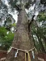 麻賀多神社の{uncategorized: "未分類", other: "その他", undefined: "問題あり", building: "その他建物", grave: "お墓", sacred_gate: "鳥居", guardian: "狛犬", statue: "像", buddha: "仏像", history: "歴史", nature: "自然", garden: "庭園", animal: "動物", pagoda: "塔", temizu: "手水舎", mountain_gate: "山門・神門", sanctuary: "本殿・本堂", subordinate: "末社・摂社", art: "芸術", scenery: "景色", jizo: "地蔵", ema: "絵馬", goshuin: "御朱印", omikuji: "おみくじ", items: "授与品その他", amulet: "お守り", goshuincho: "御朱印帳", eats: "食事", festival: "お祭り", votive_dance: "神楽", shichigosan: "七五三参", wedding: "結婚式", experience: "体験その他", initially: "初詣", around: "周辺", anti_infection: "感染症対策"}