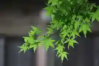 国宝 大法寺の自然