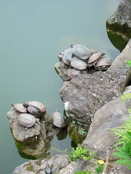亀戸天神社(東京都)