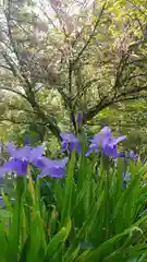 平野神社の自然