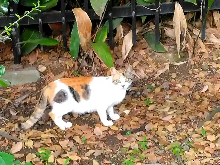 住吉大社の動物