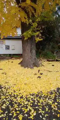 平野神社(京都府)