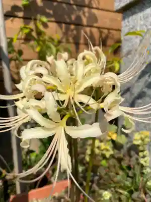 日蓮宗 安楽寺の自然