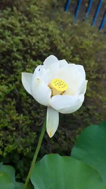 行願寺(革堂)(京都府)