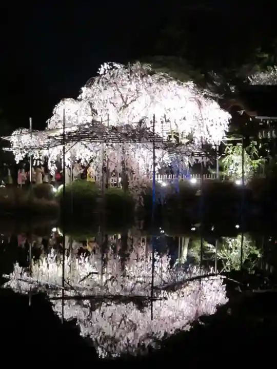 平安神宮の庭園