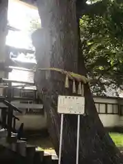 豊平神社の自然