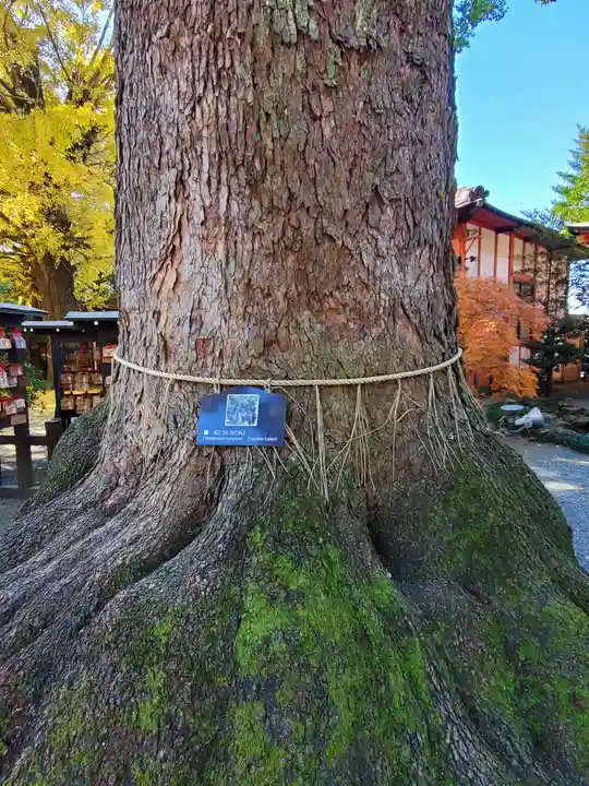 冠稲荷神社の自然
