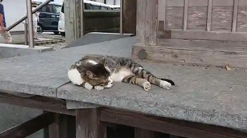 八枝神社の動物