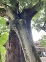 若宮神社(滋賀県)